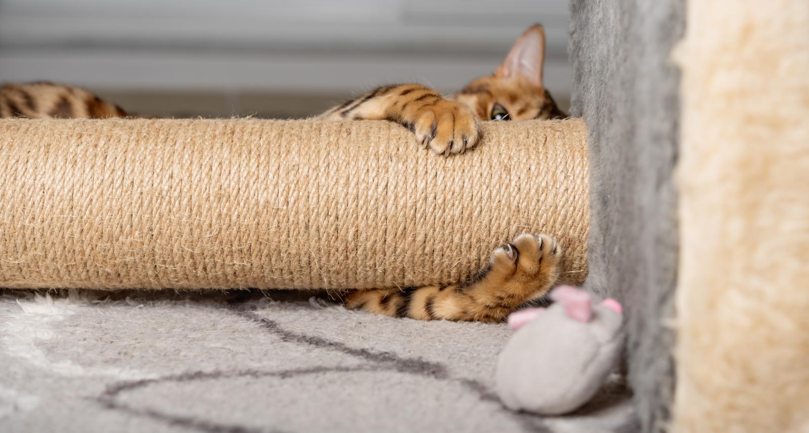Come accogliere un gattino in casa