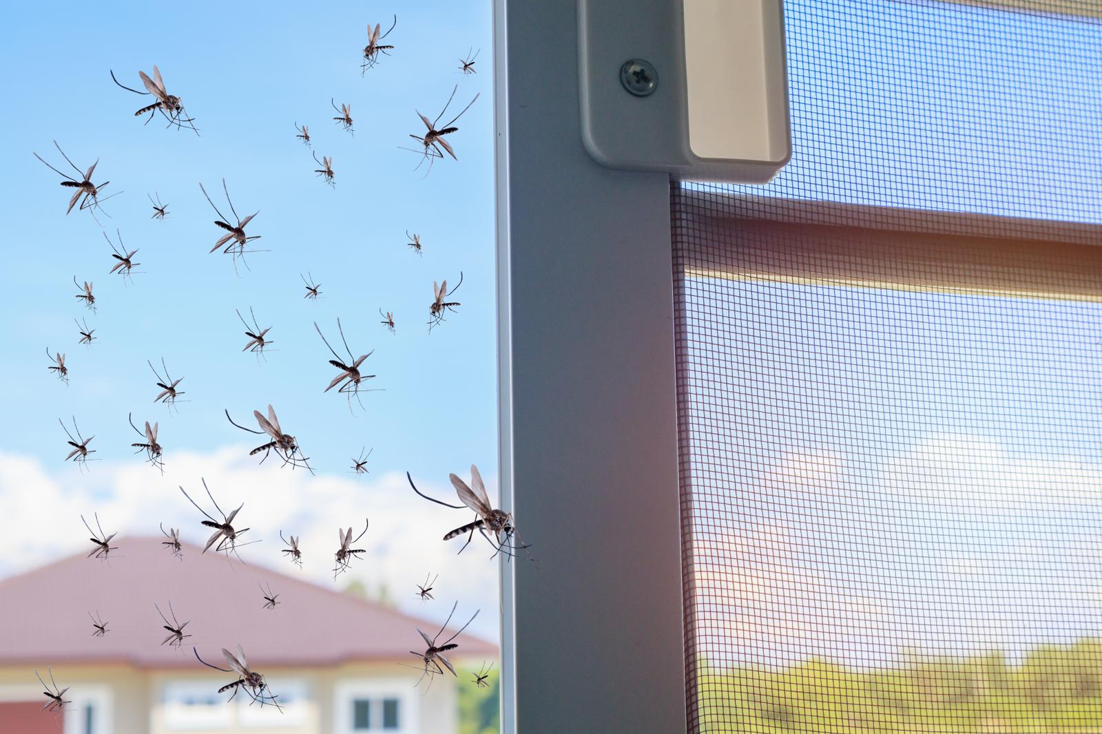 Come allontanare le zanzare da casa