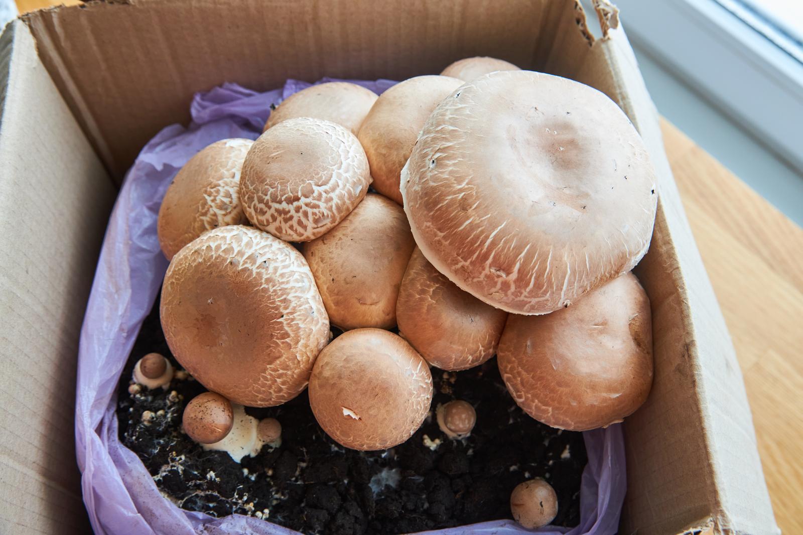 Come coltivare i funghi in casa