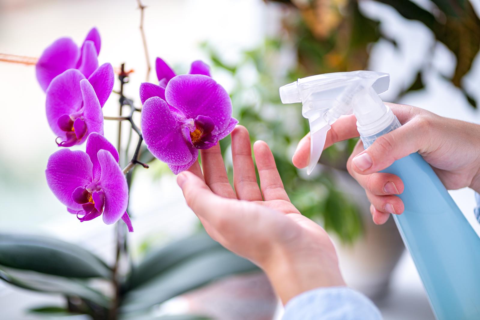 Come curare le orchidee in casa