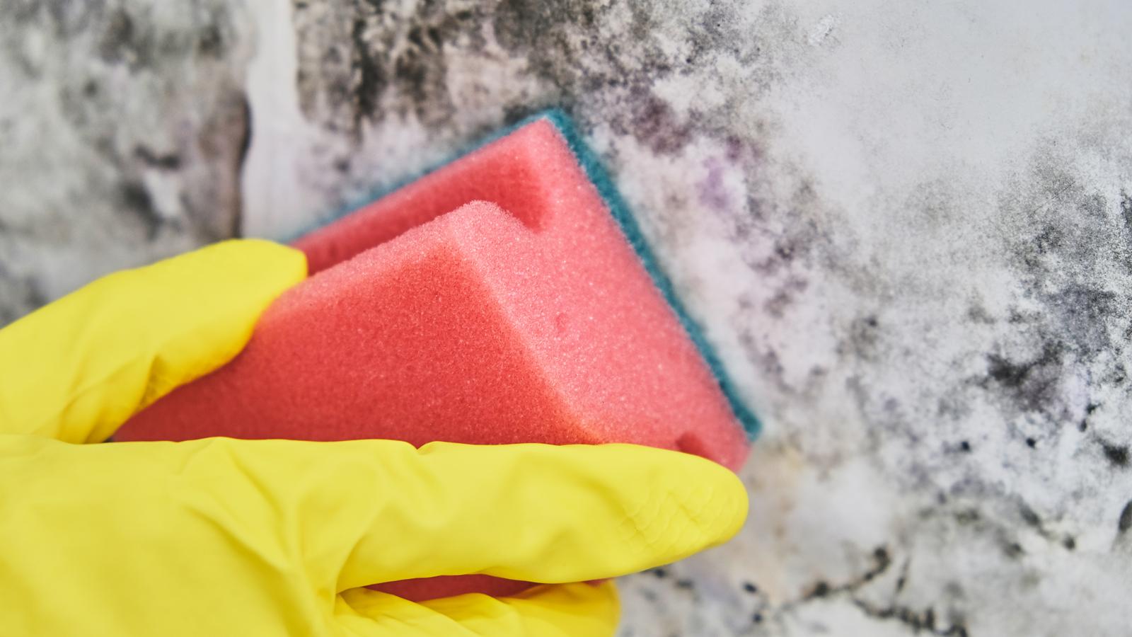 Come eliminare la muffa in casa